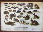 Antieke oprolbare schoolplaat Nederlandse Zoogdieren 1950, Ophalen of Verzenden, Natuur en Biologie