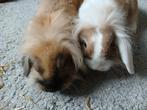 2 tamme baby konijntjes, Meerdere dieren