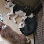 Slimme australian sheperd/kruising  pups reutjes, Dieren en Toebehoren, Honden | Niet-rashonden, Rabiës (hondsdolheid), 8 tot 15 weken