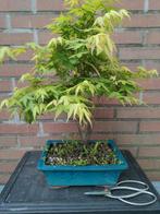 Acer Palmatum bonsai green, Minder dan 100 cm, Overige soorten, Ophalen of Verzenden