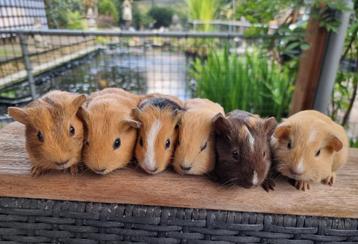 Jonge lieve cavia's kinderen gewend  beschikbaar voor biedingen