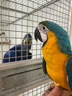 Tam blauwgele ara, Dieren en Toebehoren, Vogels | Parkieten en Papegaaien, Mannelijk, Papegaai, Pratend