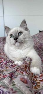 Ragdoll kitten kater met stamboom, Dieren en Toebehoren, Katten en Kittens | Raskatten | Langhaar, Kater, Gechipt, 0 tot 2 jaar