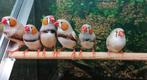 Zebravinken in diverse kleuren., Dieren en Toebehoren, Vogels | Overige Vogels, Meerdere dieren