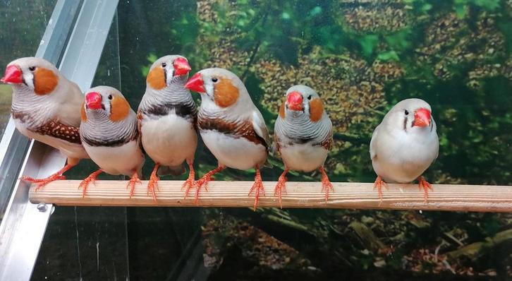 Zebravinken in diverse kleuren., Dieren en Toebehoren, Vogels | Overige Vogels, Meerdere dieren