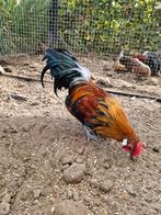 Gratis krielhaantje, Dieren en Toebehoren, Pluimvee, Mannelijk, Kip