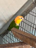 Witbuik caique pop, Vrouwelijk, Papegaai, Tam