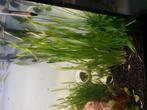 Waterplanten te koop, Dieren en Toebehoren, Vissen | Aquaria en Toebehoren, Ophalen, Zo goed als nieuw, Plant(en), Steen of Hout
