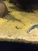 L066 gerserveerd tot zaterdag!!!!, Dieren en Toebehoren, Vis