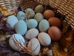 Broedeieren olive eggers & easter eggers., Dieren en Toebehoren, Pluimvee, Kip, Geslacht onbekend