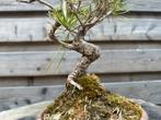 Pinus thunbergii bonsai - Japanse zwarte den, Tuin en Terras, Planten | Bomen, Ophalen of Verzenden, Overige soorten, Minder dan 100 cm