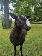 Zwartbles ooi CL en zwoeger vrij, Dieren en Toebehoren, Schapen, Geiten en Varkens, Vrouwelijk, Schaap, 3 tot 5 jaar