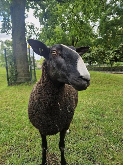 Zwartbles ooi CL en zwoeger vrij, Dieren en Toebehoren, Schapen, Geiten en Varkens, Schaap, Vrouwelijk, 3 tot 5 jaar