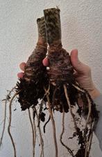Alocasia tigrina grote rhizomes en knollen, Ophalen of Verzenden, Overige soorten, Halfschaduw, 100 tot 150 cm