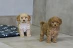 Maltipoo pups, Poedel, Parvo, Nederland, 8 tot 15 weken
