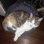 Vermist snoetje, Dieren en Toebehoren, Kat