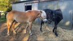 vakantieoppas gezocht, Dieren en Toebehoren, Paarden, Merrie, 0 tot 2 jaar