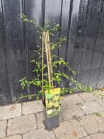 Gele Jasmijn klimplant, Vaste plant, Ophalen of Verzenden, Halfschaduw, Klimplanten