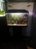 superfish 70 aquarium +inhoud, Dieren en Toebehoren, Vissen | Aquaria en Toebehoren, Ophalen, Zo goed als nieuw, Gevuld zoetwateraquarium