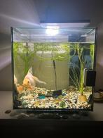 Aquarium Superfish Qubiq 30 Pro, Dieren en Toebehoren, Vissen | Aquaria en Toebehoren, Zo goed als nieuw, Ophalen, Leeg aquarium