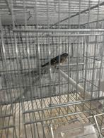 Een koppel kapoetsijzen uit 2025, Dieren en Toebehoren, Meerdere dieren