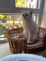 Raszuivere Britse Korthaar Silver Gold Point Poes 2jaar, Dieren en Toebehoren, Katten en Kittens | Raskatten | Korthaar, Poes