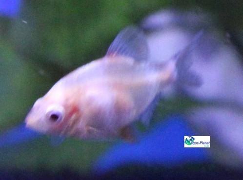 Sumatraan " Albino", Dieren en Toebehoren, Vissen | Aquariumvissen, Zoetwatervis, Vis, Schoolvis