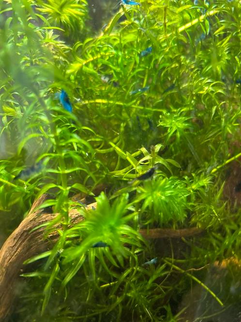 Blauwe garnalen, Dieren en Toebehoren, Vissen | Aquariumvissen