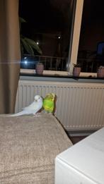 Grasparkiet mannetjes, Dieren en Toebehoren, Mannelijk, Parkiet, Tam