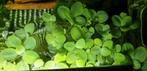 Kikkerbeet/Watersla(mosselplant) drijfplantjes aquarium, Dieren en Toebehoren, Vissen | Aquaria en Toebehoren, Plant(en), Steen of Hout