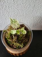 Alocasia Odora Batik Varigata- Reserveer nu!, Ophalen of Verzenden, Halfschaduw, Minder dan 100 cm