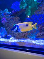 Mooie gezonde goed etende Siganus Unimaculatus., Dieren en Toebehoren, Vis, Zoutwatervis