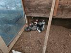 Kwartet chabo zwart/wit gepareld., Dieren en Toebehoren, Pluimvee, Vrouwelijk, Kip
