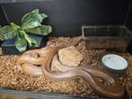 Epicrates Maurus Bruine regenboog boa, Dieren en Toebehoren, Reptielen en Amfibieën, Slang, 11 jaar of ouder