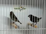Antillendikbekje - Loxigilla noctis, Meerdere dieren, Tropenvogel, Geringd