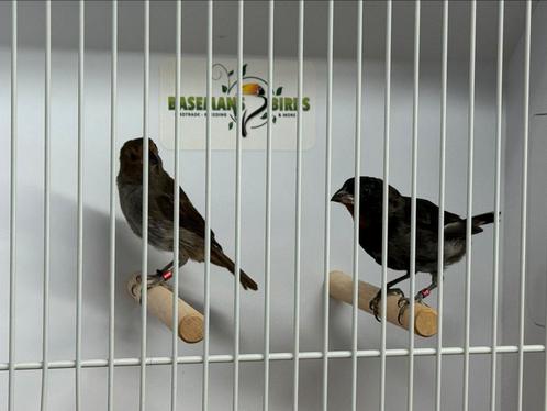 Antillendikbekje - Loxigilla noctis, Dieren en Toebehoren, Vogels | Overige Vogels, Tropenvogel, Meerdere dieren, Geringd