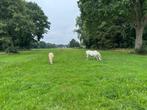 Opfok plek voor merrieveulen (pony), Dieren en Toebehoren, Opfok, 1 paard of pony