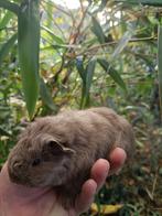Jonge cavia beertjes, Dieren en Toebehoren, Knaagdieren, September, Mannelijk, Cavia