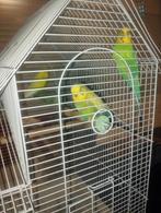 3 parkiet Vogels, Dieren en Toebehoren, Mannelijk, Parkiet