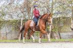 7 jarige Glock's Total Us merrie te koop, Dieren en Toebehoren, Merrie, Gechipt, M, Dressuurpaard