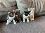 Kittens, Dieren en Toebehoren, Katten en Kittens | Overige Katten, Meerdere dieren