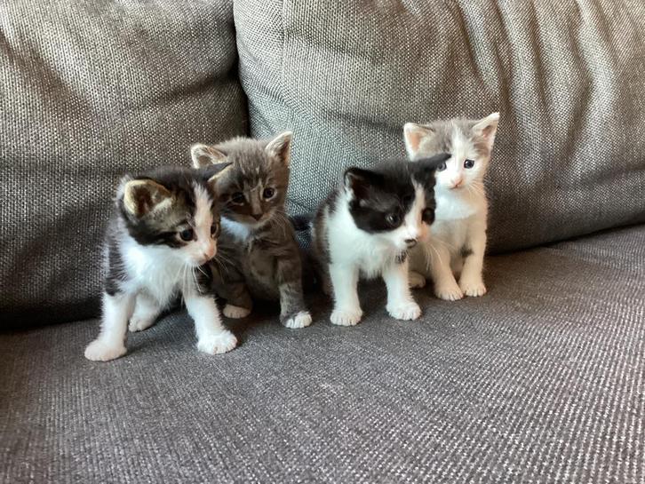 Kittens, Dieren en Toebehoren, Katten en Kittens | Overige Katten, Meerdere dieren