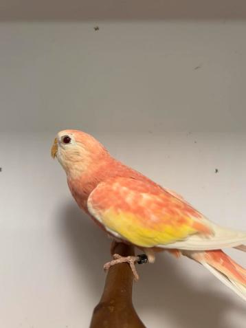 0-2 bourks rubino beschikbaar voor biedingen