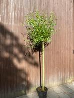Knotwilg op stam van ca140cm, Tuin en Terras, Planten | Bomen, Ophalen, In pot, Volle zon