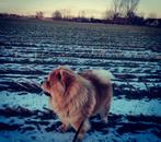 Chow-chow dekreu, Reu, Eén hond, 3 tot 5 jaar, Nederland