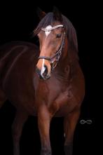 Volbloed merrie 8 jaar 1.65 hoog, Merrie, Recreatiepaard