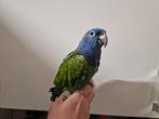 Tamme zwartoormargrietje (pionus), Dieren en Toebehoren, Mannelijk, Papegaai, Geringd