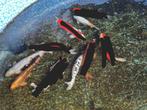 4 koi's te koop, Karper of Koi