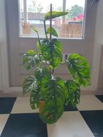 monstera adansonii - monkey mask (monkey leaf), Huis en Inrichting, Kamerplanten, Ophalen of Verzenden, Halfschaduw, Minder dan 100 cm