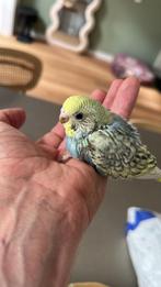 Parkieten, Dieren en Toebehoren, Vogels | Parkieten en Papegaaien, Meerdere dieren, Parkiet